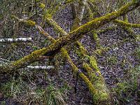 Kreuz und querliegende Baumteile mit Moos bedeckt